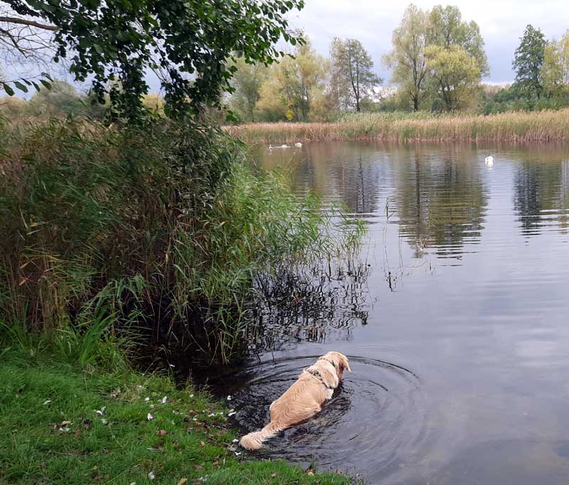 Pies w wodzie