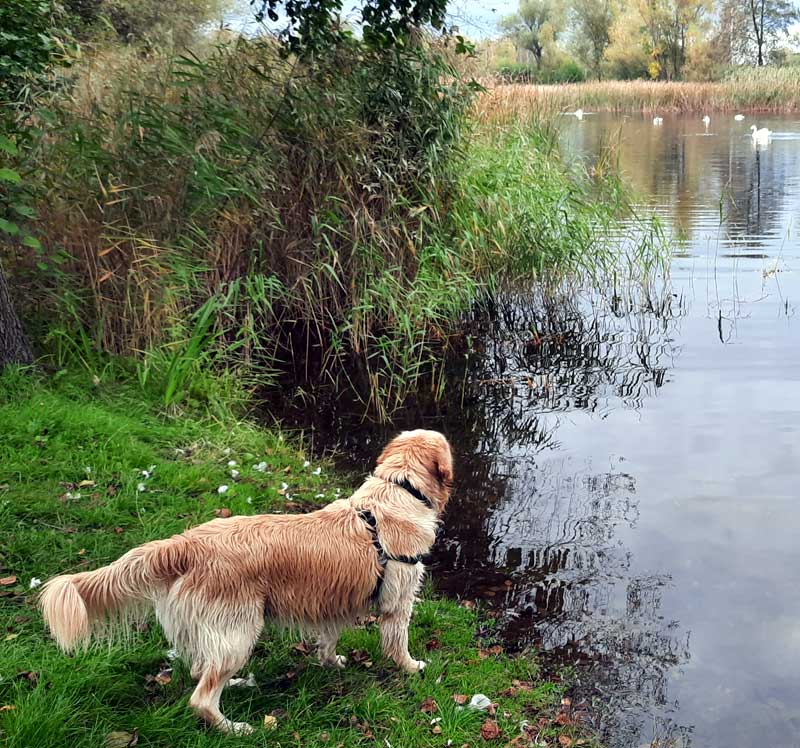 Golden retriever Fargo