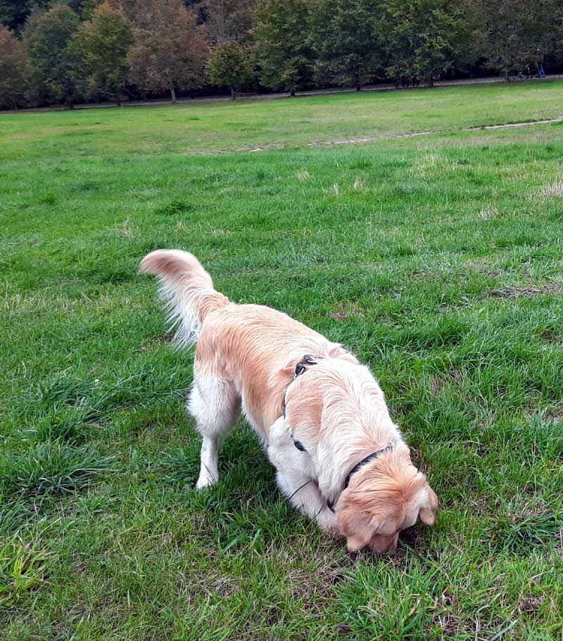 Golden retriever Fargo