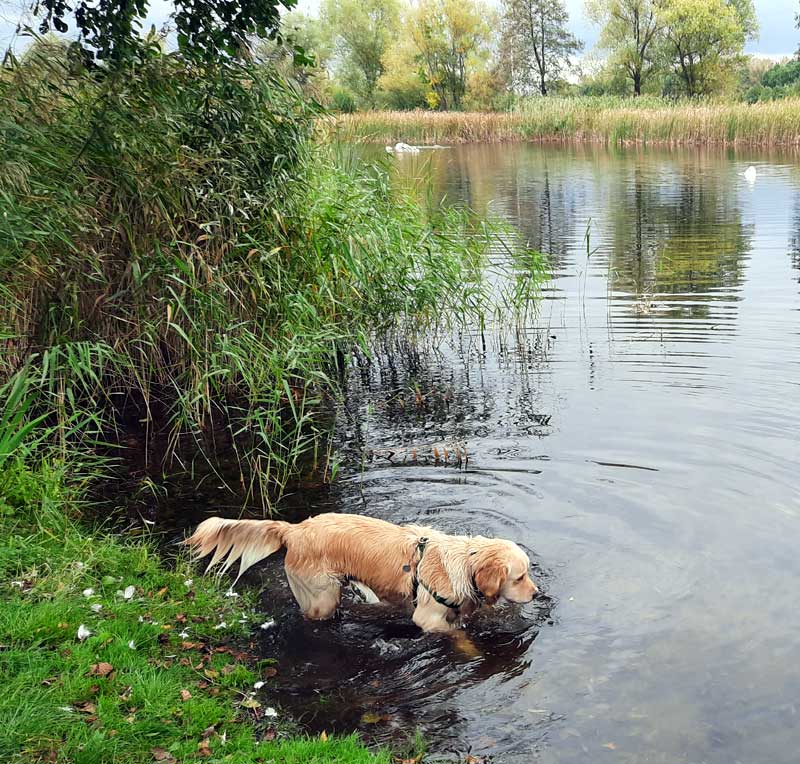 Golden retriever Fargo