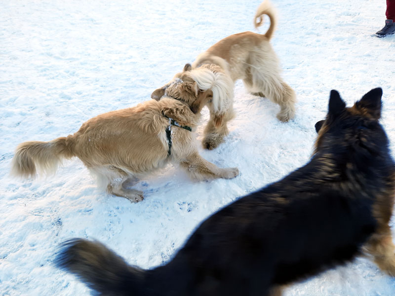 Międzynarodowy Dzień Golden Retrievera