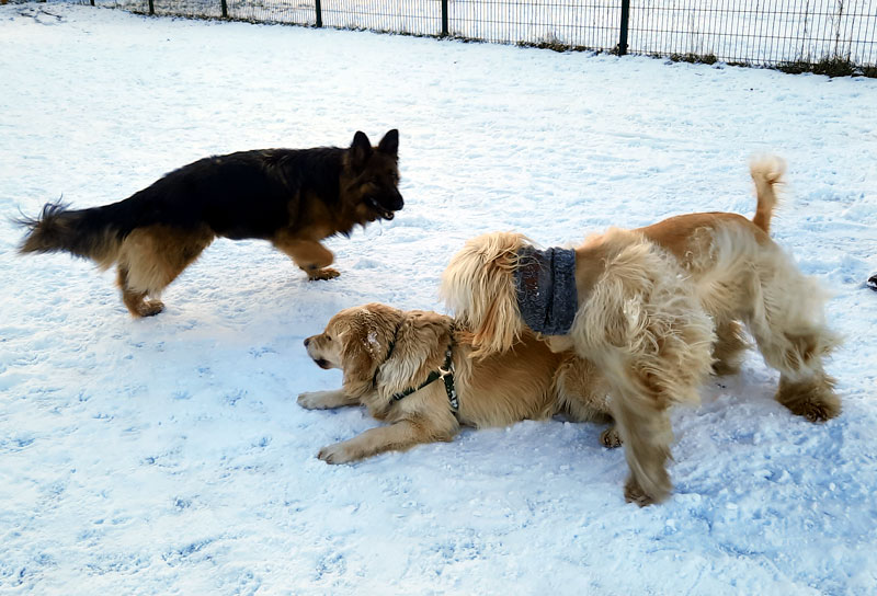 Międzynarodowy Dzień Golden Retrievera