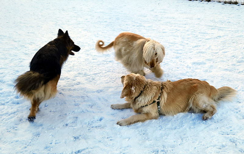 Golden Retriever