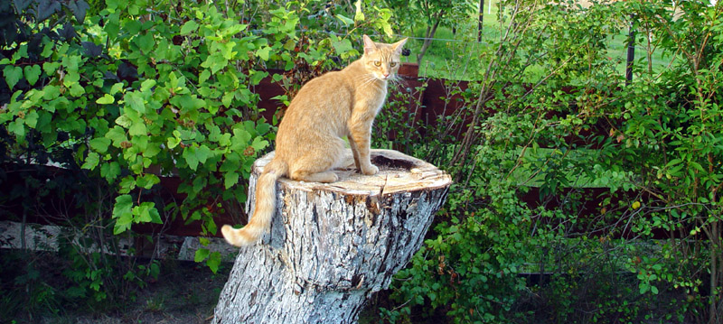 ruda kocica Tośka