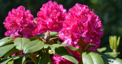 rododendron