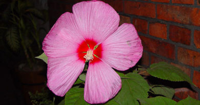 Hibiskus