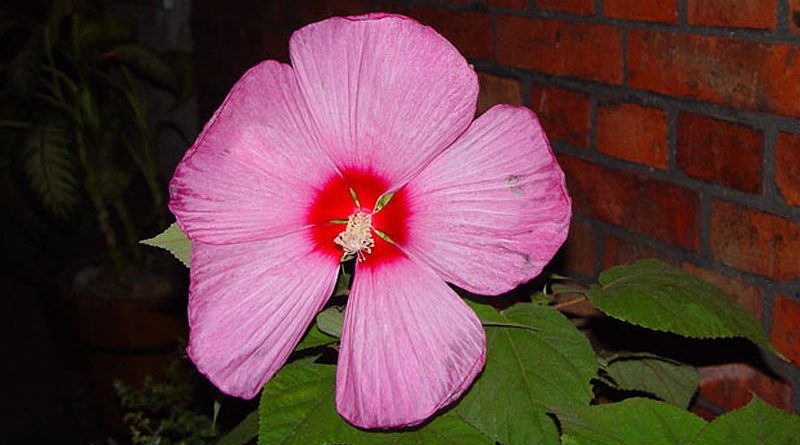 Hibiskus