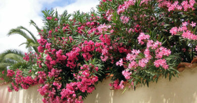 oleander oleandry