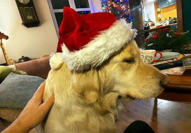 Międzynarodowy Dzień Golden Retrievera