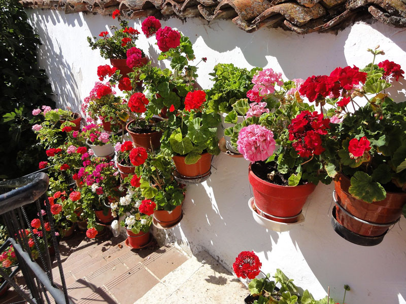 pelargonie