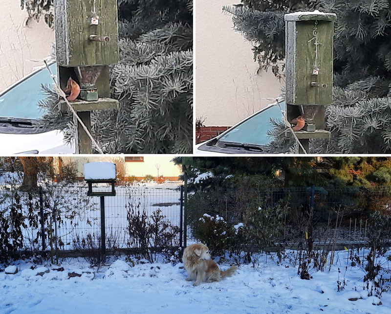 Dokarmianie ptaków zimą